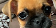Chug is registered to the contest to win money with this photo: dog, puppy, close_up, blurry, brown_fur, black_nose, ears, couch, cushion, indoor, pet, animal, face, small_dog, fur, eyes, snout, domestic_animal, living_room, cute