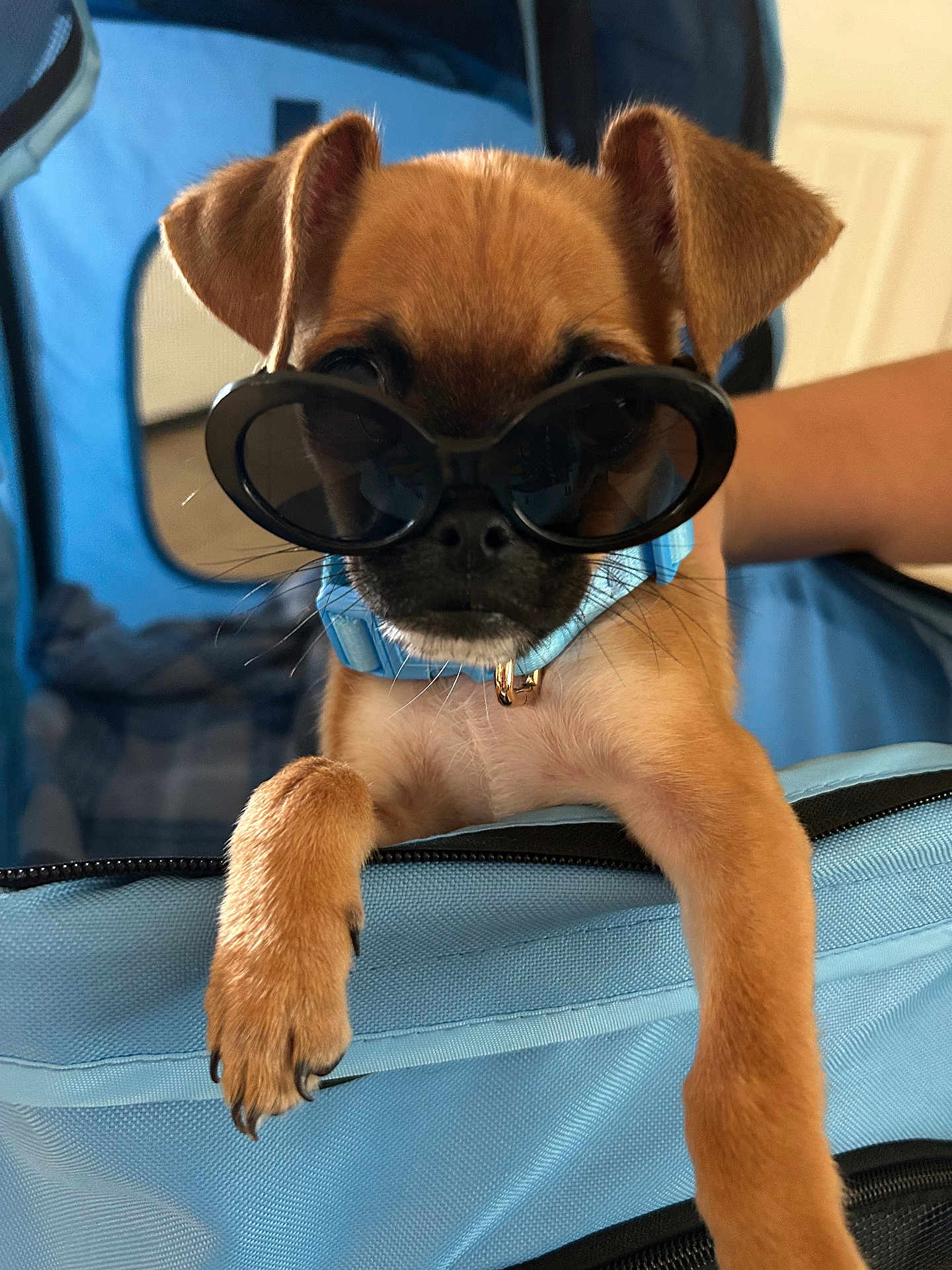 Chug joined the competition — help win amazing prizes! puppy, dog, sunglasses, blue_collar, blue_carrier, indoor, pet, cute, small_dog, canine, paw, fur, animal, accessory, close_up, face, pet_carrier, black_sunglasses, young_dog, adorable