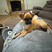 Chug joined the competition — help win amazing prizes! puppy, dog, blanket, couch, living_room, fireplace, legs, brown_furniture, pet, cozy, indoor, wood_floor, relaxed, cute, small_dog, animal, companion, home, resting, domestic