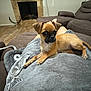 puppy, dog, blanket, couch, living_room, fireplace, legs, brown_furniture, pet, cozy, indoor, wood_floor, relaxed, cute, small_dog, animal, companion, home, resting, domestic