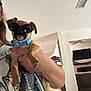 Chug is registered to the contest to win money with this photo: dog, small_dog, sunglasses, blue_collar, person, indoor, holding, hand, living_room, ceiling_fan, television, sofa, tile_floor, wall, light, shadow, casual, cute, pet, funny