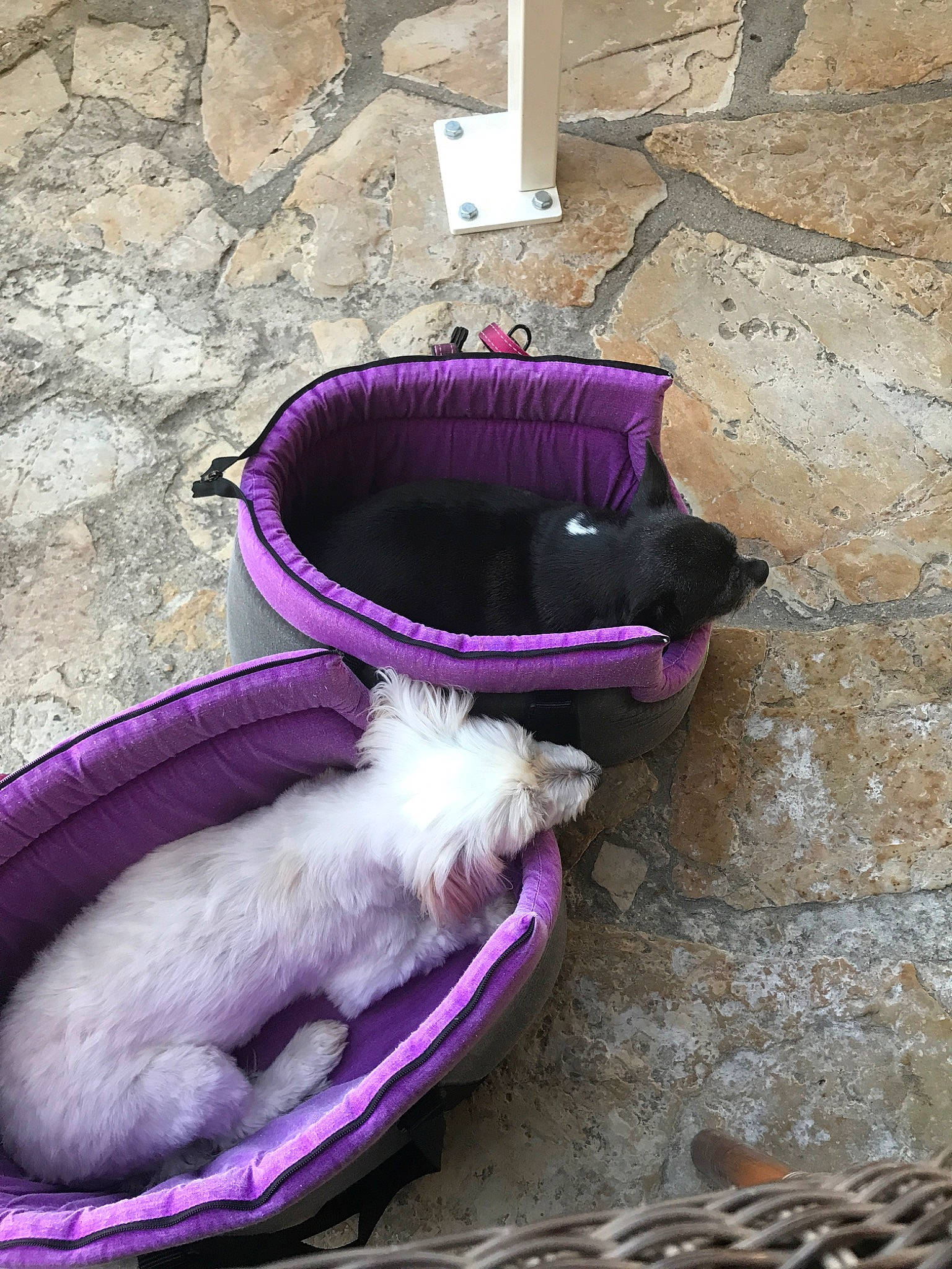 Jiji participe au concours pour gagner de l'argent avec cette photo : canidae, carnivore, cat, companion_dog, dog, dog_breed, felidae, maltese, puppy, purple, small_to_medium_sized_cats, tail