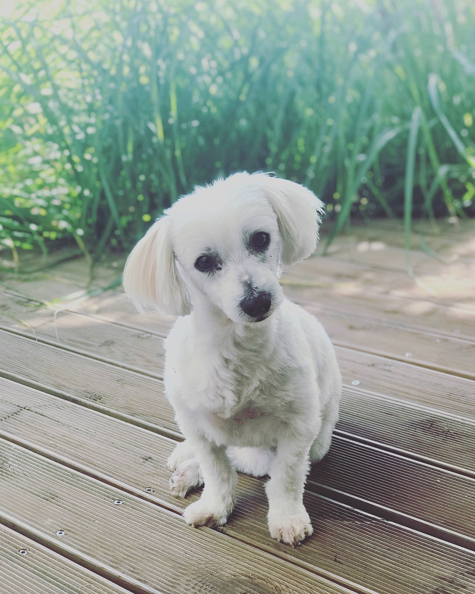 Jiji participe au concours pour gagner de l'argent avec cette photo : canidae, carnivore, companion_dog, dog, dog_breed, ear, eye, labrador_retriever, maltese, mammal, non_sporting_group, nose, puppy, puppy_love, rare_breed_dog, snout, sporting_group, tail, toy_poodle, vertebrate