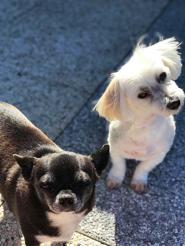 Jiji participe au concours pour gagner de l'argent avec cette photo : canidae, carnivore, companion_dog, dog, dog_breed, havanese, maltese, mammal, morkie, non_sporting_group, puppy, puppy_love, rare_breed_dog, shih_tzu, snout, sporting_group, toy_dog, vertebrate