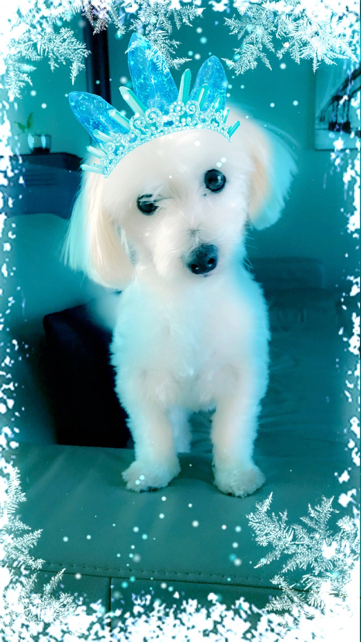 Jiji participe au concours pour gagner de l'argent avec cette photo : bichon, bichon_frise, bolognese, canidae, carnivore, companion_dog, dog, dog_breed, labradoodle, maltepoo, maltese, mammal, miniature_poodle, non_sporting_group, poodle, puppy, rare_breed_dog, toy_dog, toy_poodle, vertebrate