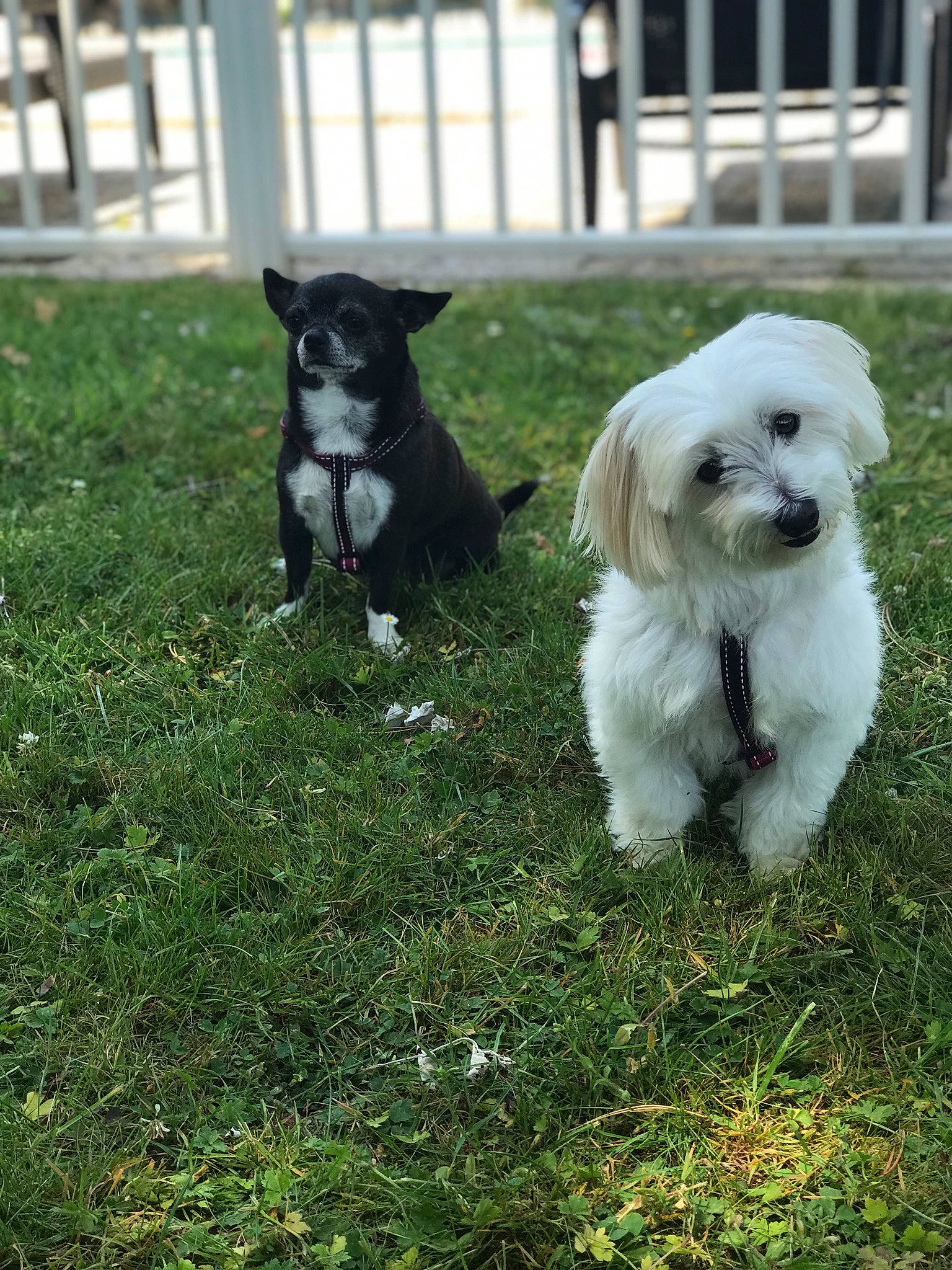 Jiji participe au concours pour gagner de l'argent avec cette photo : bichon, bolonka, canidae, carnivore, cockapoo, companion_dog, coton_de_tulear, dog, dog_breed, grass, havanese, maltepoo, maltese, mammal, morkie, puppy, rare_breed_dog, shih_tzu, sporting_group, vertebrate