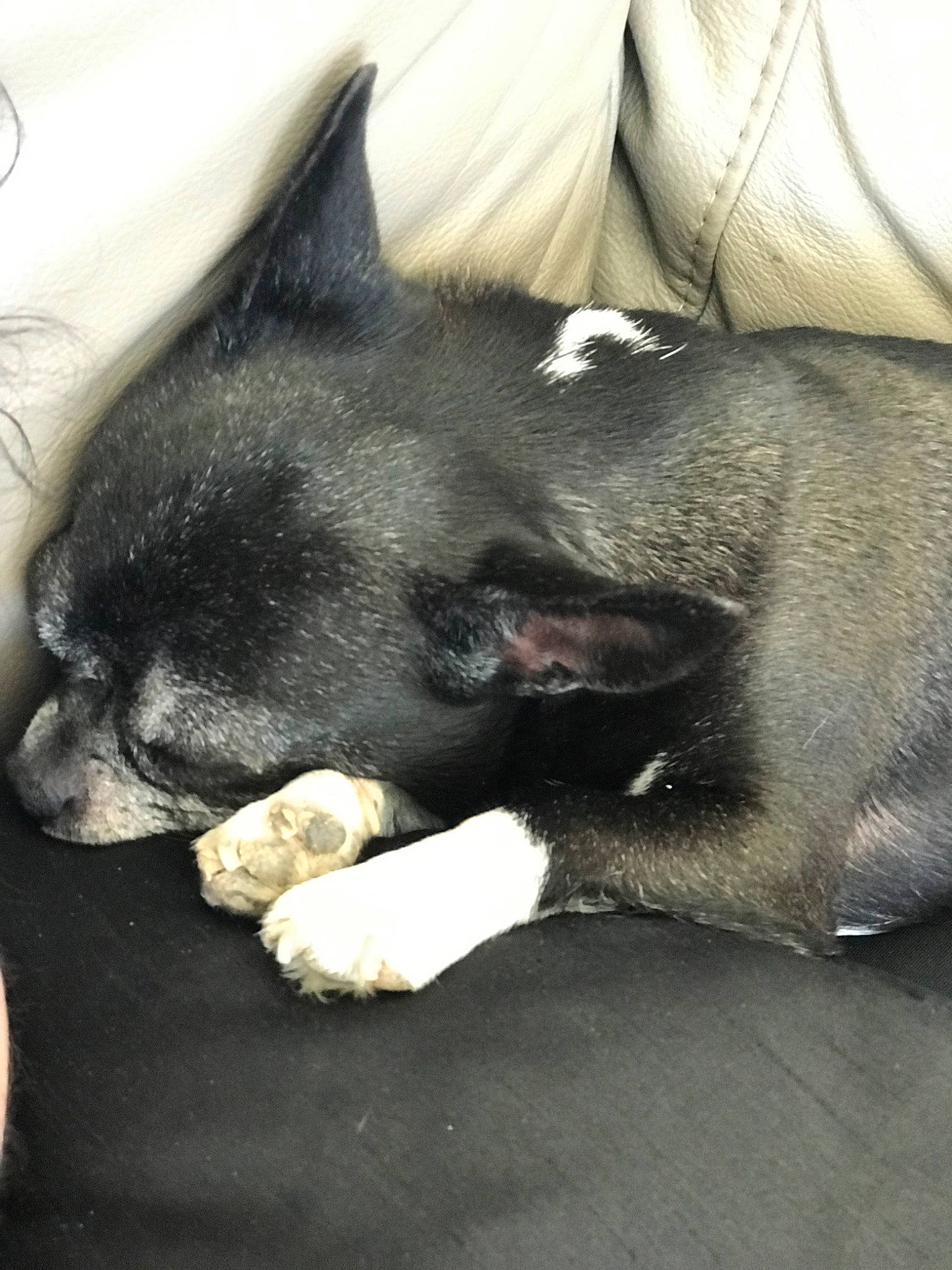 Idylle participe au concours pour gagner de l'argent avec cette photo : canidae, carnivore, dog, dog_breed, fawn, mammal, nap, non_sporting_group, nose, puppy, snout, sporting_group, vertebrate, whiskers