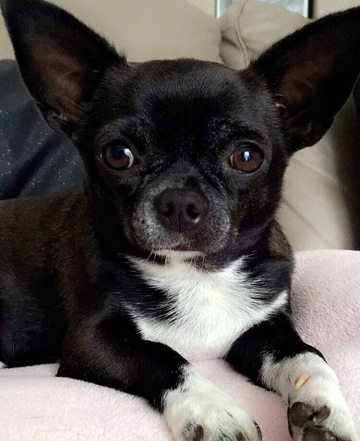 Idylle a rejoint le concours — aidez-le/la à gagner de superbes lots ! boston_terrier, canidae, carnivore, chihuahua, companion_dog, dog, dog_breed, ear, english_toy_terrier, fawn, mammal, non_sporting_group, puppy, rare_breed_dog, snout, sporting_group, toy_dog, toy_fox_terrier, vertebrate, whiskers