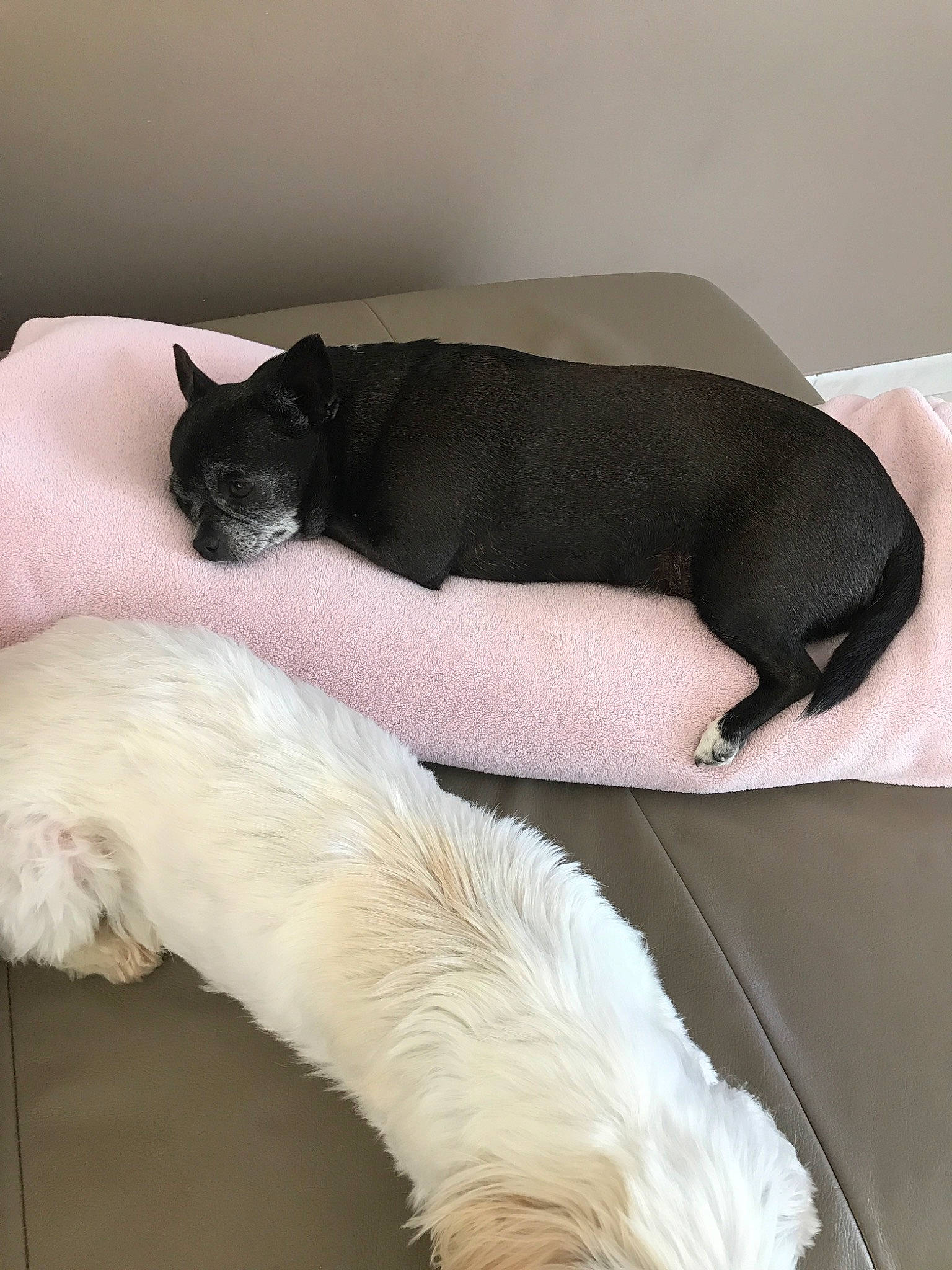 Idylle participe au concours pour gagner de l'argent avec cette photo : canidae, carnivore, comfort, companion_dog, dog, dog_breed, nap, non_sporting_group, paw, puppy, sleep, snout, sporting_group, tail