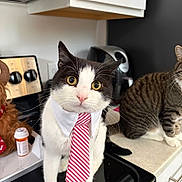Takemichi joined the competition — help win amazing prizes! cat, tie, collar, kitchen, stove, tabby_cat, countertop, pet, animal, curious, domestic, feline, black_and_white_cat, striped_tie, prescription_bottle, dog, appliance, indoor, pet_accessory, cute