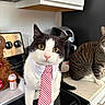 cat, tie, collar, kitchen, stove, tabby_cat, countertop, pet, animal, curious, domestic, feline, black_and_white_cat, striped_tie, prescription_bottle, dog, appliance, indoor, pet_accessory, cute