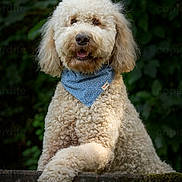 Ursan a rejoint le concours — aidez-le/la à gagner de superbes lots ! dog, curly_fur, blue_bandana, outdoor, greenery, stone_ledge, pet, canine, portrait, fluffy, happy, animal, nature, mammal, paw, sitting, cute, friendly, furry, domestic_animal