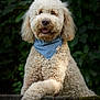 dog, curly_fur, blue_bandana, outdoor, greenery, stone_ledge, pet, canine, portrait, fluffy, happy, animal, nature, mammal, paw, sitting, cute, friendly, furry, domestic_animal