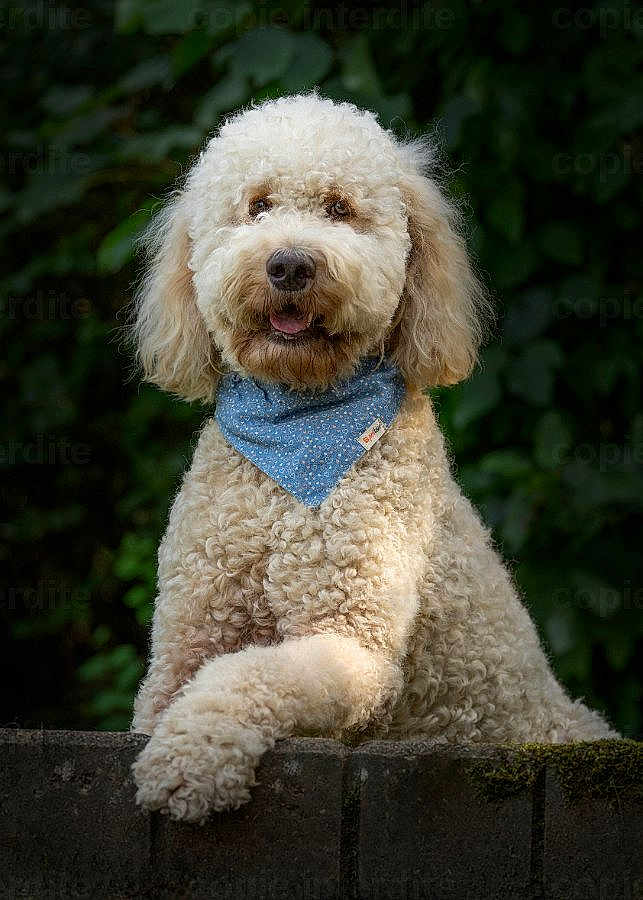 Ursan a rejoint le concours — aidez-le/la à gagner de superbes lots ! dog, curly_fur, blue_bandana, outdoor, greenery, stone_ledge, pet, canine, portrait, fluffy, happy, animal, nature, mammal, paw, sitting, cute, friendly, furry, domestic_animal