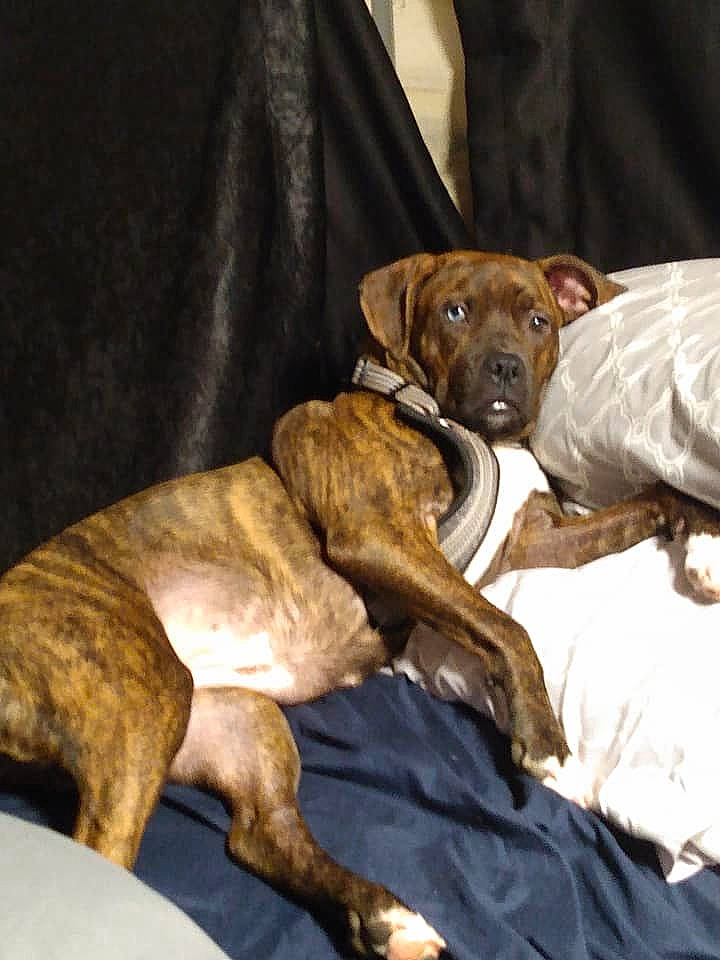 Daisey joined the competition — help win amazing prizes! canidae, carnivore, comfort, companion_dog, dog, dog_breed, dog_supply, fawn, guard_dog, linens, liver, non_sporting_group, rampur_greyhound, sighthound, sporting_group, terrestrial_animal, working_animal