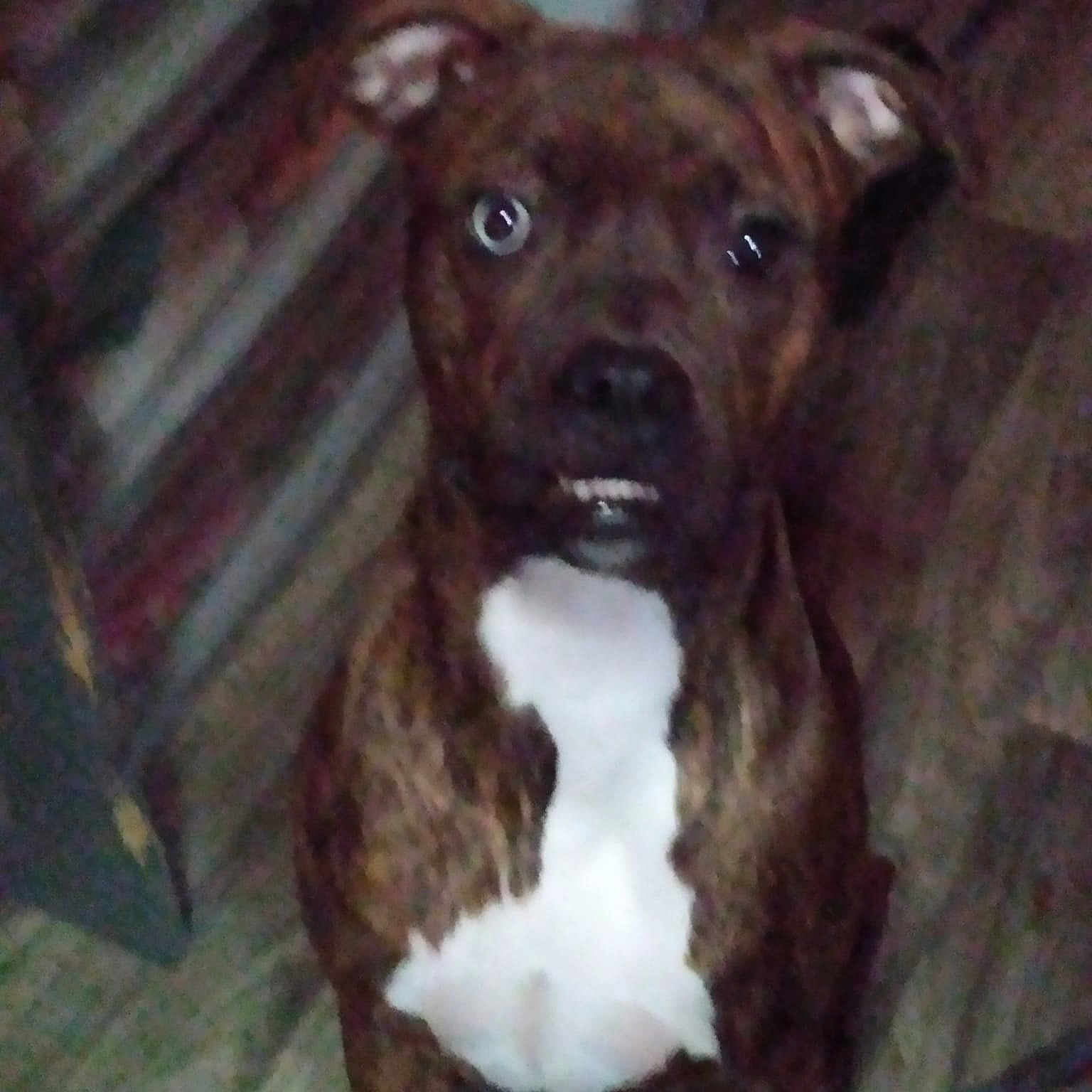 Daisey