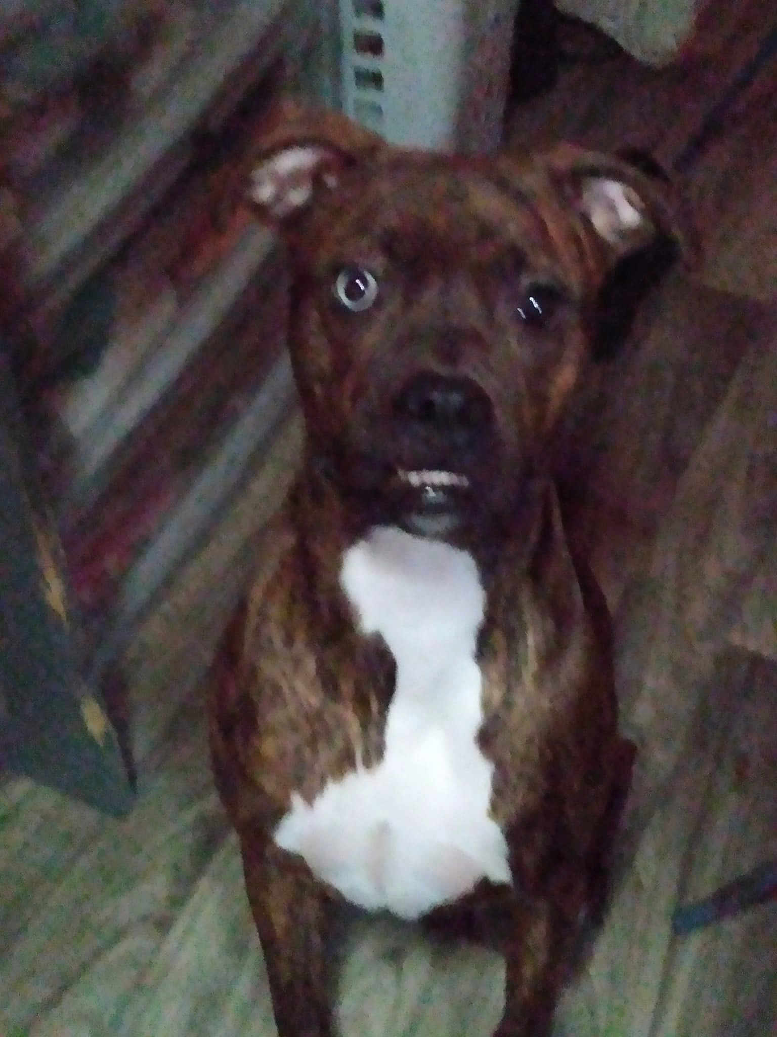 Daisey