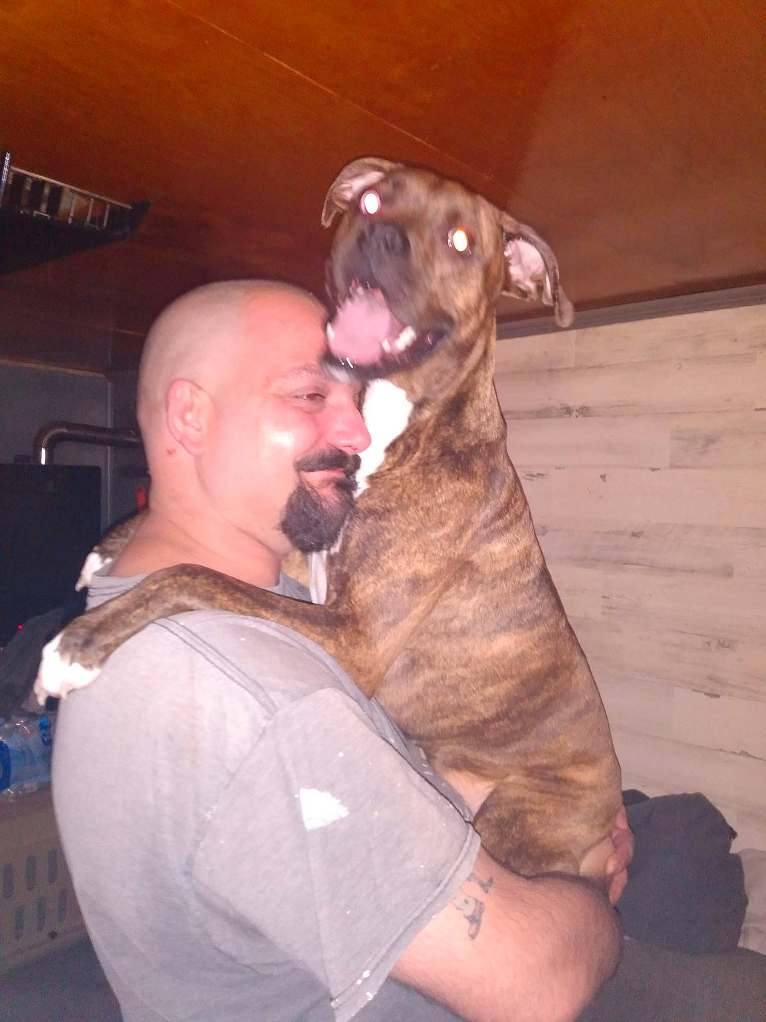 Daisey is registered to the contest to win money with this photo: carnivore, companion_dog, dog, dog_breed, event, fawn, flesh, fun, fur, liver, sporting_group, t_shirt, working_animal