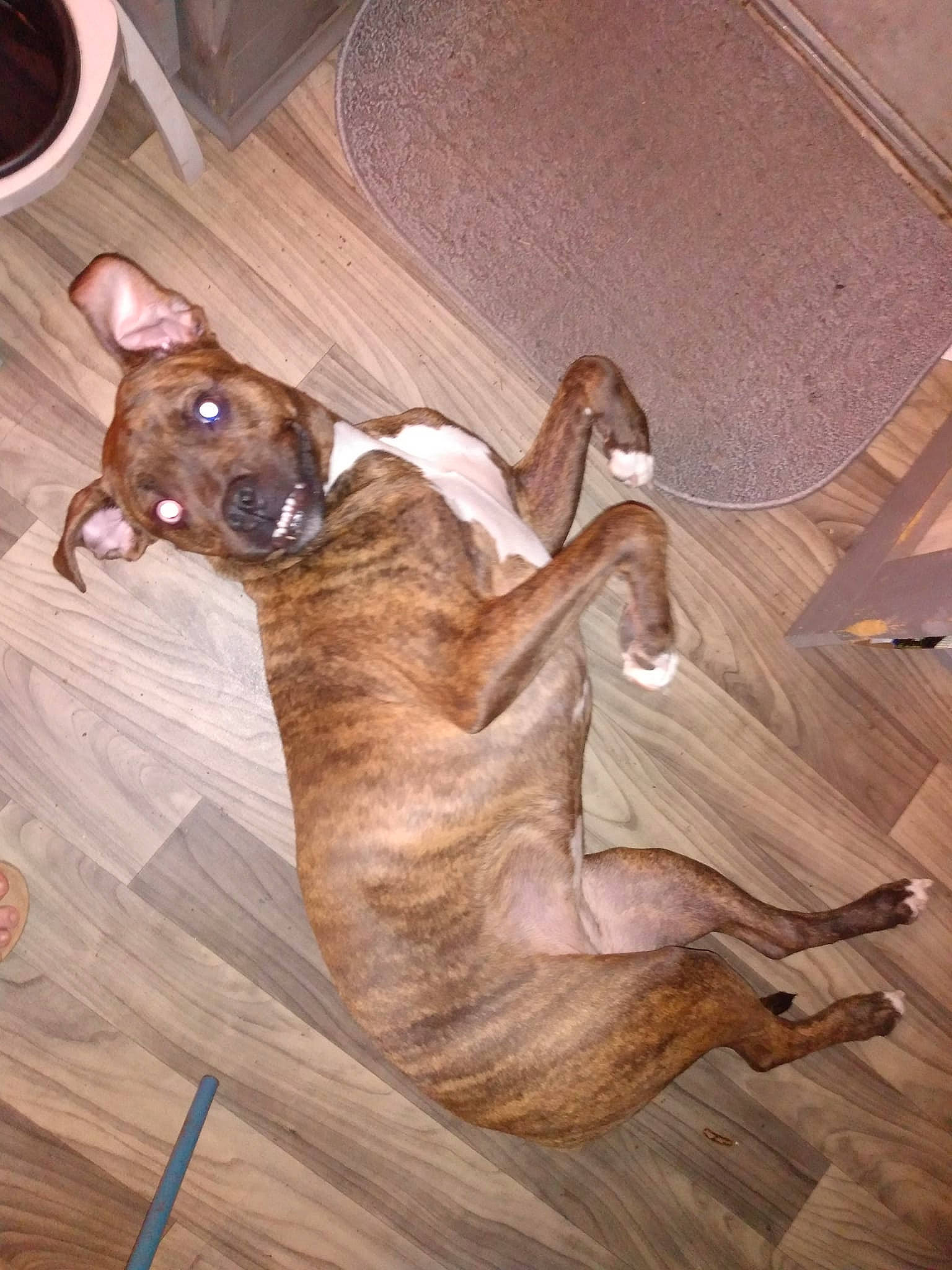 Daisey joined the competition — help win amazing prizes! art, carnivore, comfort, companion_dog, dog, dog_breed, fawn, flooring, guard_dog, hardwood, liver, painting, paw, sighthound, sporting_group, tail, visual_arts, wood, wood_flooring, working_animal