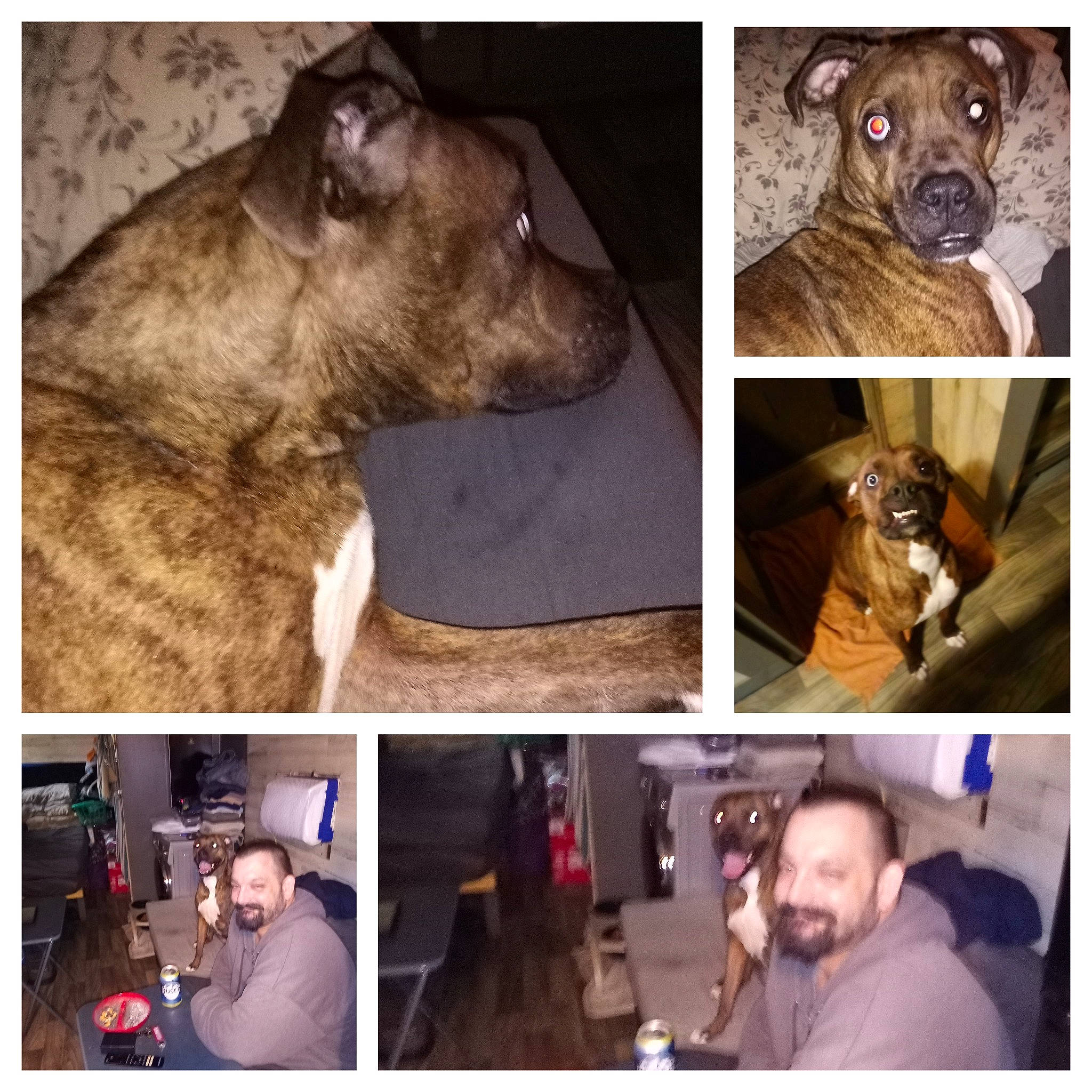 Daisey is registered to the contest to win money with this photo: canidae, carnivore, collage, collar, companion_dog, dog, dog_breed, dog_collar, ear, fawn, fur, human, jaw, liver, photograph, snapshot, snout, sporting_group, wildlife, working_animal