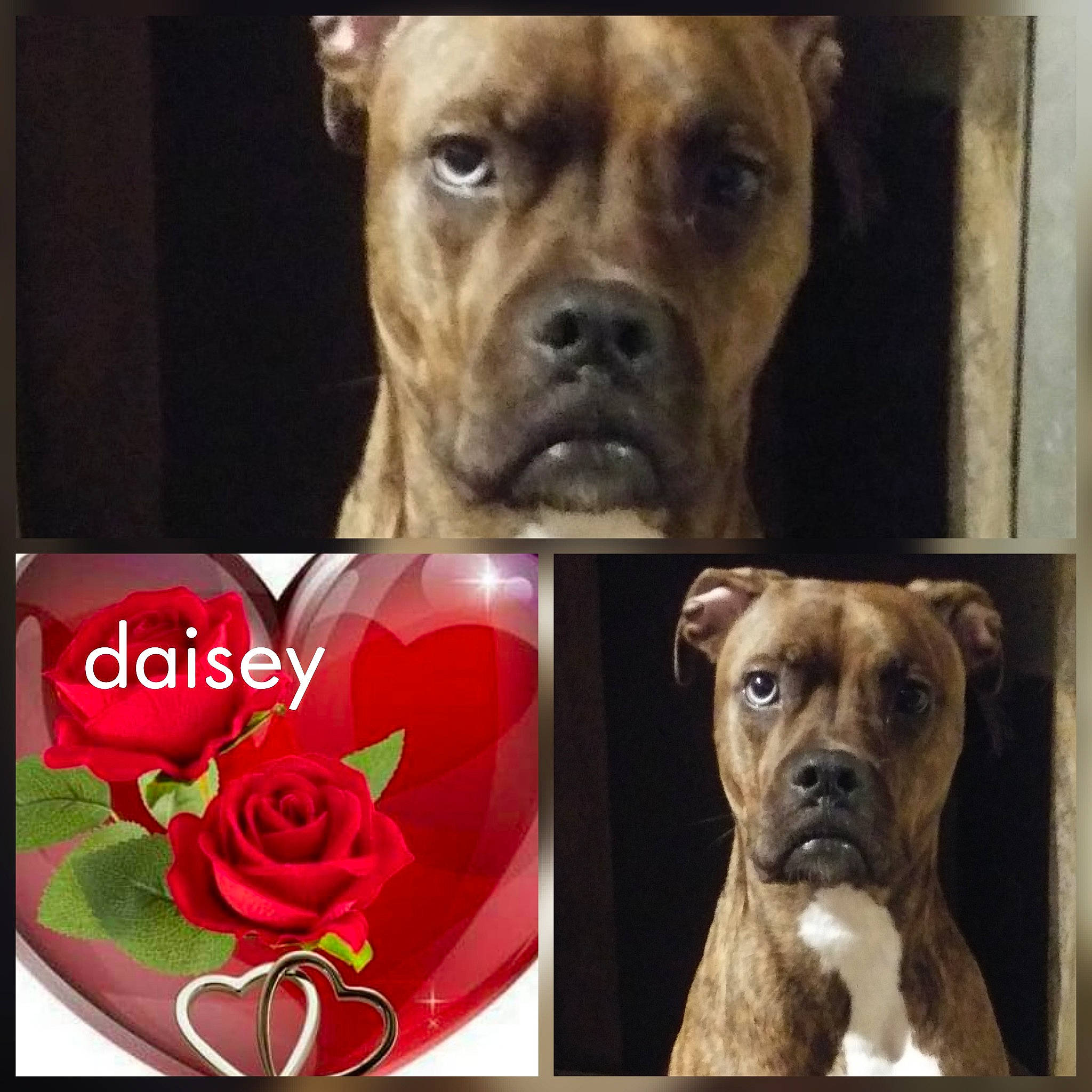 Daisey is registered to the contest to win money with this photo: carnivore, collar, companion_dog, dog, dog_breed, dog_collar, fawn, flower, font, petal, photograph, plant, rose, selfie, snapshot, snout, sporting_group, whiskers, working_animal, wrinkle