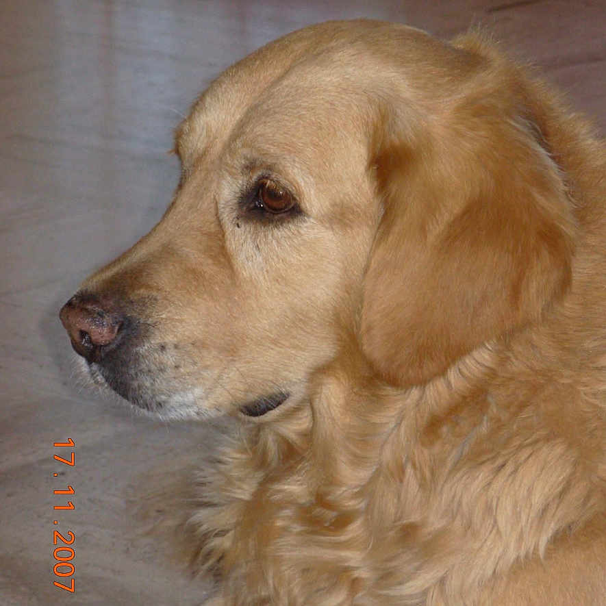 Vanille participe au concours pour gagner de l'argent avec cette photo : dog, golden_retriever, pet, animal, fur, canine, indoor, floor, portrait, side_view, calm, resting, mammal, companion, domestic_animal, looking_away, ears, snout, whiskers, nostalgic