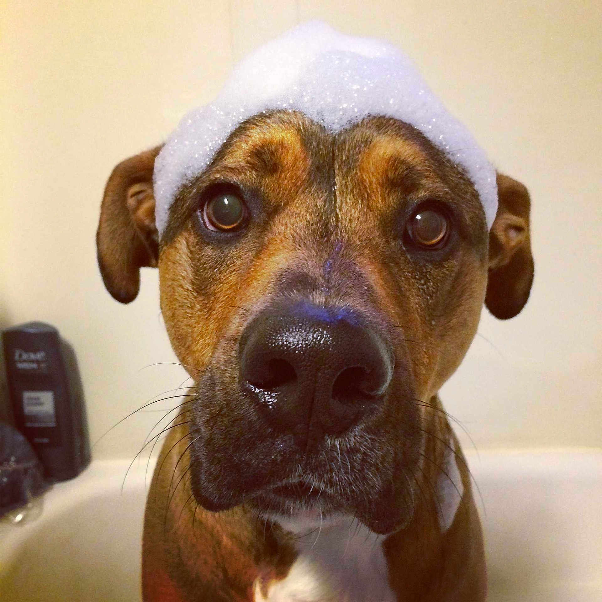 Ziggy joined the competition — help win amazing prizes!