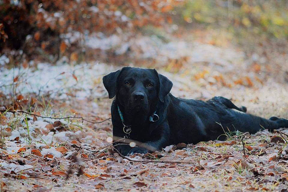 Daïko a rejoint le concours — aidez-le/la à gagner de superbes lots ! borador, canidae, carnivore, dog, dog_breed, field_trial, flat_coated_retriever, gun_dog, hunting_dog, labrador_retriever, mammal, patterdale_terrier, pointing_breed, retriever, snout, sporting_group, vertebrate