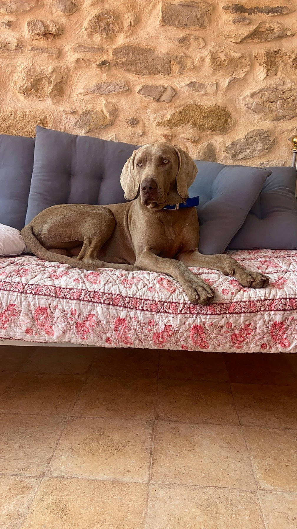 Tommy a rejoint le concours — aidez-le/la à gagner de superbes lots ! canidae, carnivore, comfort, companion_dog, couch, dog, dog_breed, dog_supply, fawn, floor, flooring, furniture, hardwood, liver, pet_supply, sofa_bed, sporting_group, studio_couch, wood, working_animal