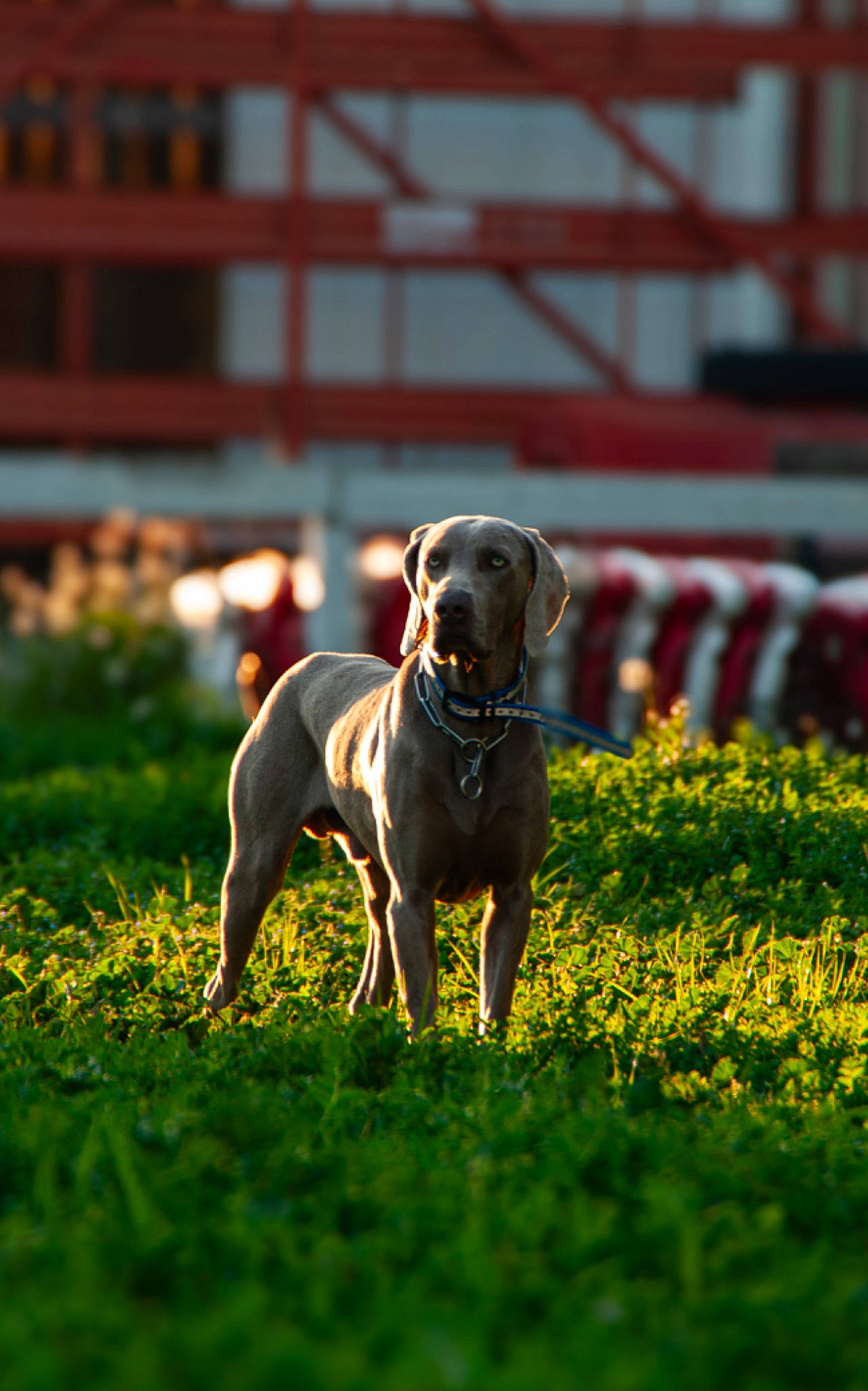 Tommy participe au concours pour gagner de l'argent avec cette photo : animal_sports, ball, carnivore, companion_dog, dog, dog_breed, dog_sports, dog_supply, fawn, grass, gun_dog, lawn, mammal, plant, snout, sporting_group, sports, tail, vertebrate, working_animal
