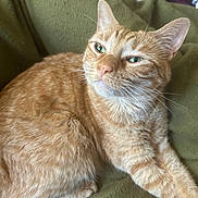 Sadie joined the competition — help win amazing prizes! abyssinian, angora, animal, blanket, cat, chair, couch, cushion, furniture, homedecor, kitten, manx, person, pet, siamese, sleeping