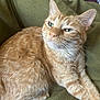 abyssinian, angora, animal, blanket, cat, chair, couch, cushion, furniture, homedecor, kitten, manx, person, pet, siamese, sleeping