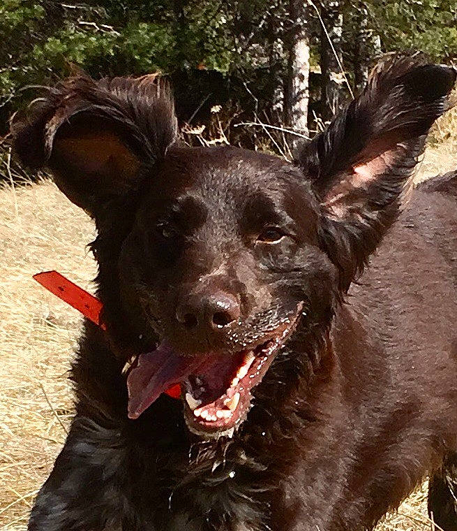 Icko a rejoint le concours — aidez-le/la à gagner de superbes lots ! borador, boykin_spaniel, canidae, carnivore, croatian_sheepdog, dog, dog_breed, flat_coated_retriever, formosan_mountain_dog, hunting_dog, labrador_retriever, mammal, rare_breed_dog, retriever, snout, sporting_group, vertebrate