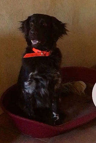 Icko participe au concours pour gagner de l'argent avec cette photo : canidae, carnivore, companion_dog, dog, dog_breed, flat_coated_retriever, mammal, puppy, sporting_group, vertebrate