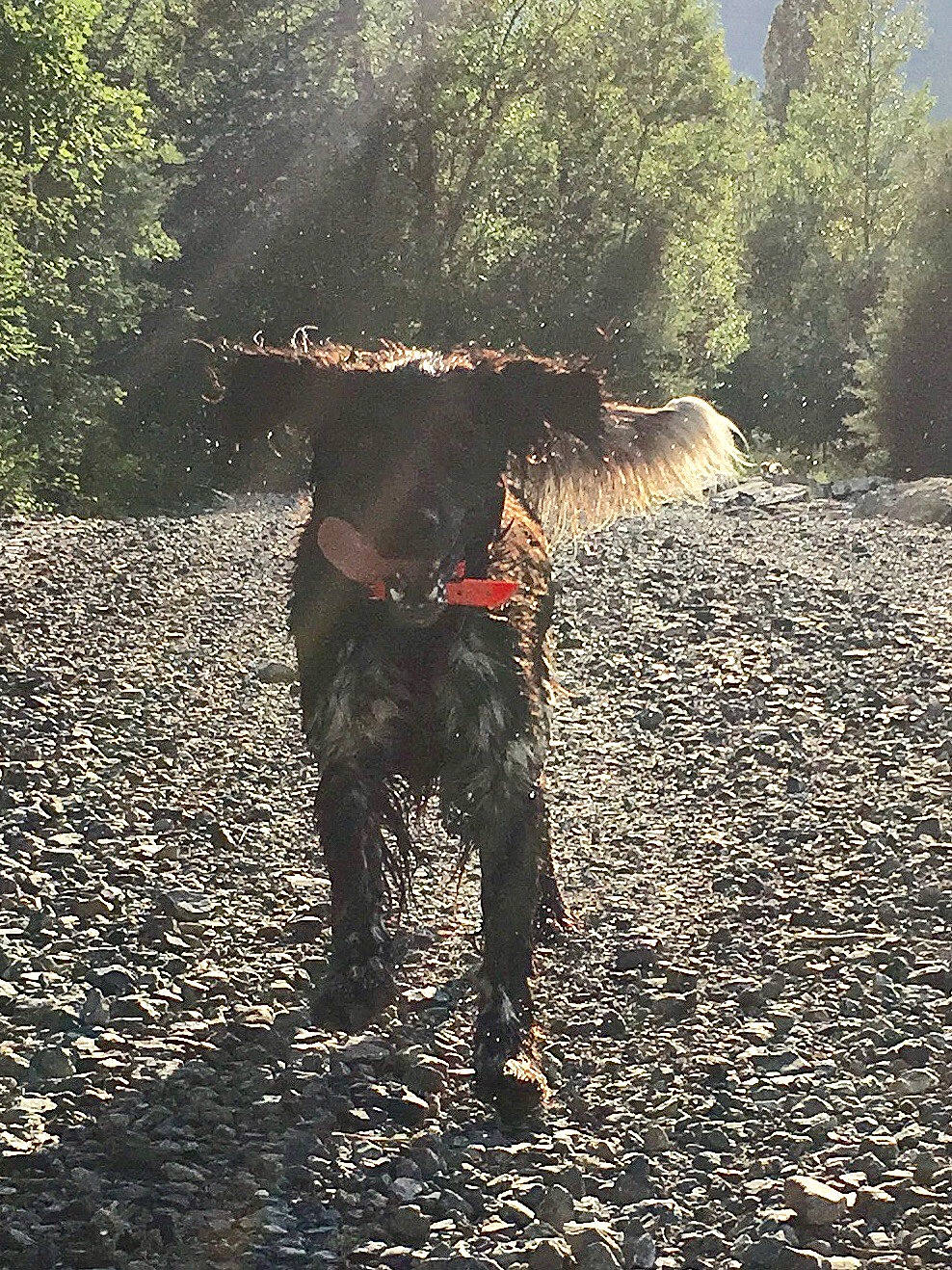 Icko a rejoint le concours — aidez-le/la à gagner de superbes lots ! canidae, carnivore, dog, dog_breed, field_trial, german_shorthaired_pointer, hunting_dog, patterdale_terrier, pointing_breed, retriever, sporting_group