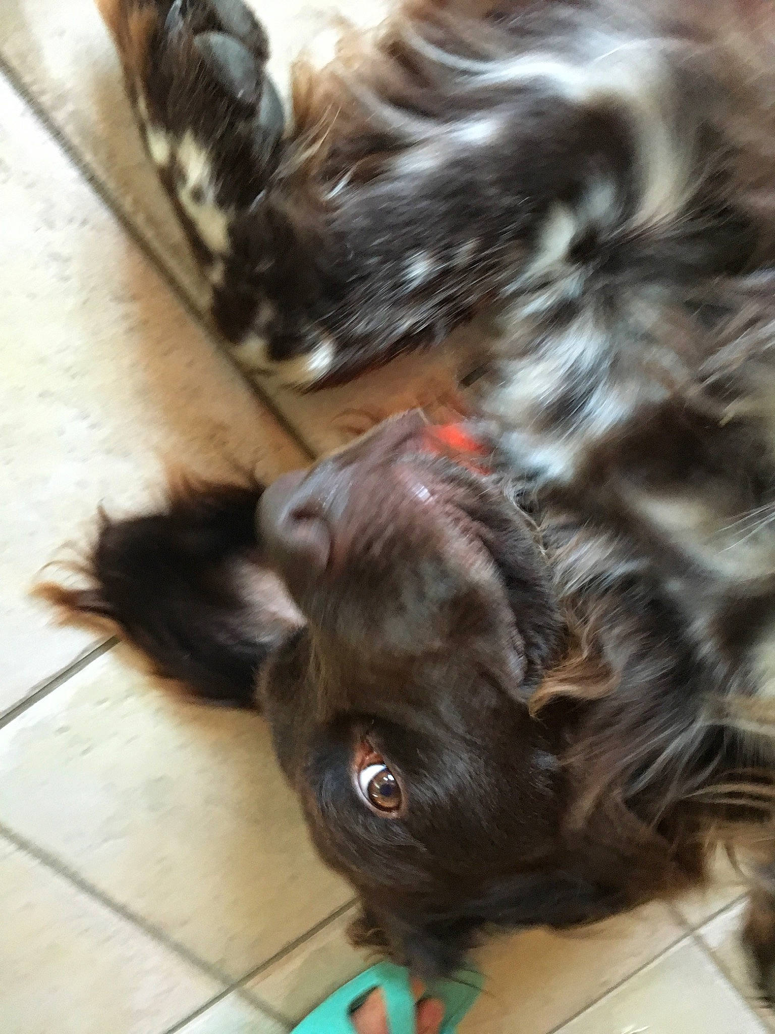 Icko a rejoint le concours — aidez-le/la à gagner de superbes lots ! boykin_spaniel, canidae, carnivore, companion_dog, dog, dog_breed, ear, fawn, hair, liver, puppy, snout, sporting_group