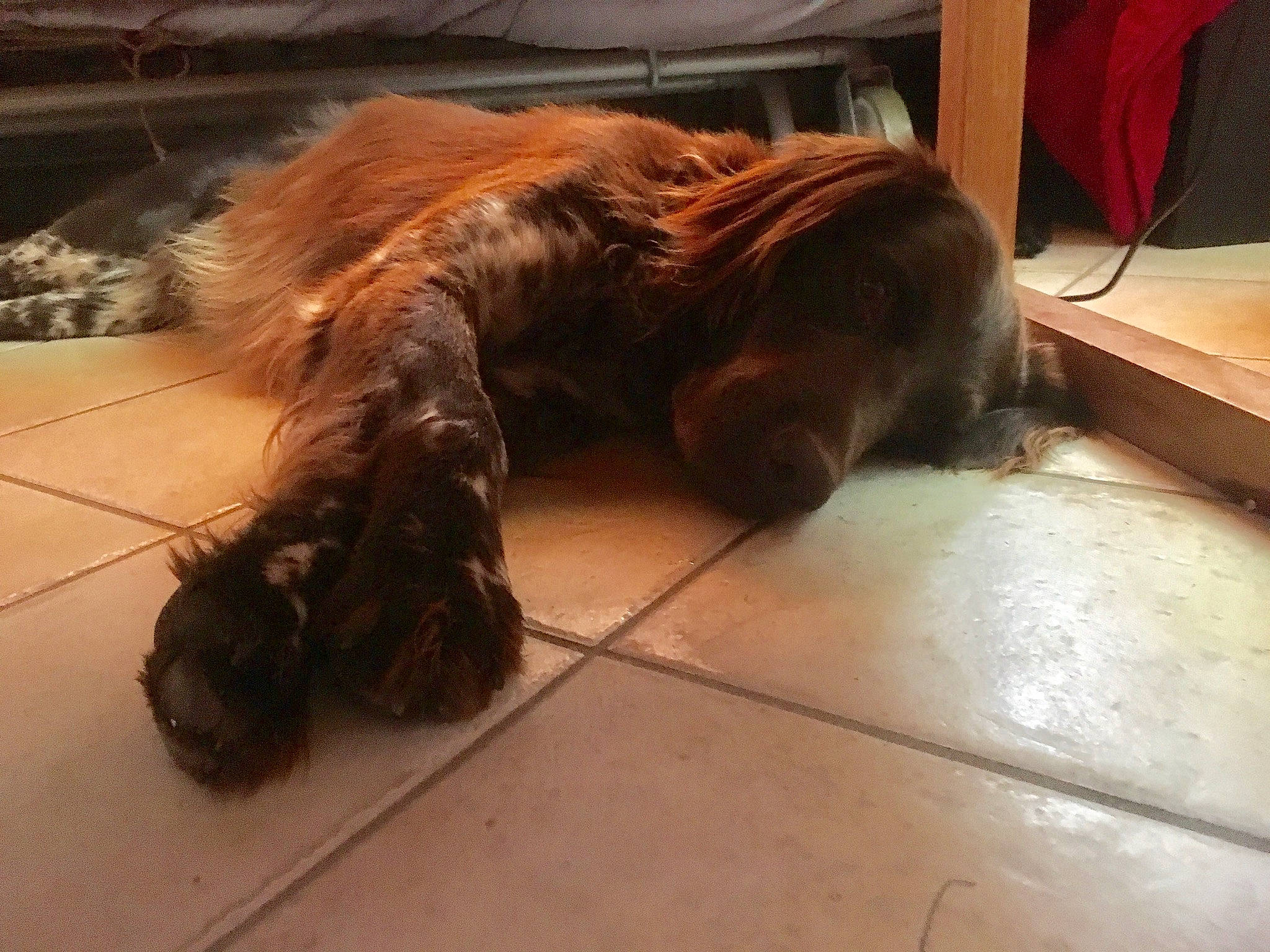 Icko a rejoint le concours — aidez-le/la à gagner de superbes lots ! canidae, carnivore, companion_dog, dog, dog_breed, floor, fur, irish_setter, liver, setter, spaniel, sporting_group, tail