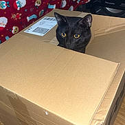 Dopey is registered to the contest to win money with this photo: cat, black_cat, cardboard_box, indoor, curious, wide_eyes, feline, pet, home, wooden_floor, blanket, holiday_pattern, cozy, furniture, speaker, package, box_flaps, domestic_animal, alert, cute