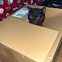 cat, black_cat, cardboard_box, indoor, curious, wide_eyes, feline, pet, home, wooden_floor, blanket, holiday_pattern, cozy, furniture, speaker, package, box_flaps, domestic_animal, alert, cute