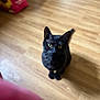 Dopey is registered to the contest to win money with this photo: black_cat, cat, indoor, wooden_floor, yellow_eyes, pet, animal, curious, looking_up, feline, flooring, blurred_background, red_bag, sunflower_design, domestic_animal, whiskers, ears, tail, sitting, closeup
