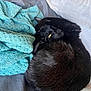 Dopey joined the competition — help win amazing prizes! black_cat, cat, bed, blanket, pillow, yellow_eyes, sleeping_cat, cozy, fur, pet, domestic_cat, resting, curled_up, indoor, soft_texture, animal, cute, feline, relaxing, home