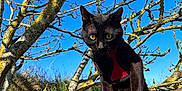 Dopey joined the competition — help win amazing prizes! animal, black_cat, blue_sky, branch, cat, closeup, curious, daylight, feline, grass, harness, lichen, mammal, moss, nature, outdoor, pet, sunlight, tree, wildlife