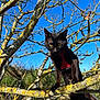 animal, black_cat, blue_sky, branch, cat, closeup, curious, daylight, feline, grass, harness, lichen, mammal, moss, nature, outdoor, pet, sunlight, tree, wildlife