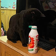 Dopey joined the competition — help win amazing prizes! appliance, black_cat, bottle, cabinet, cat, countertop, curious, domestic_animal, drink_container, feline, household, indoor, keyboard, kitchen, pet, reflection, shadow, television_screen, tile_wall, wooden_surface