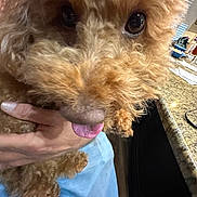Teddy joined the competition — help win amazing prizes! dog, close_up, fluffy, curly_hair, tongue_out, pet, animal, brown_fur, cute, indoor, person, hand, jeans, kitchen_counter, household_items, friendly, playful, companion, domestic, portrait