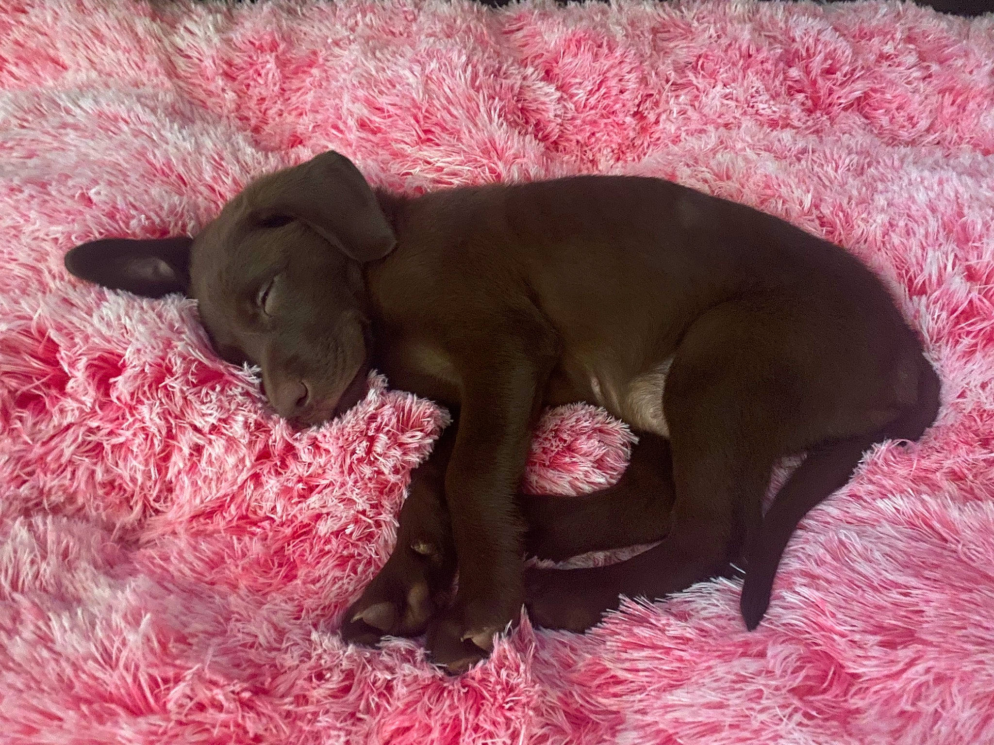 Genesis joined the competition — help win amazing prizes! canidae, carmine, carnivore, companion_dog, dog, dog_breed, fawn, felidae, liver, magenta, non_sporting_group, paw, pink, snout, sporting_group, suidae, tail, terrestrial_animal, working_animal