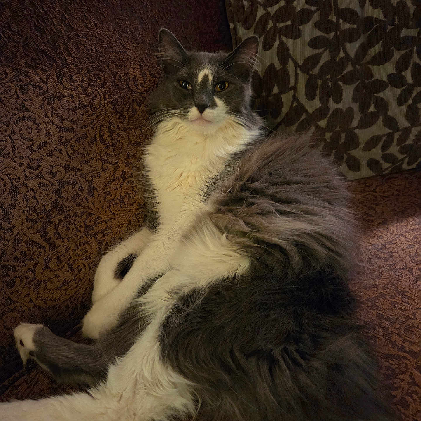 Milo joined the competition — help win amazing prizes! animal, brown, cat, closeup, couch, ears, feline, fluffy, fur, furniture, grey, indoor, patterned, pet, portrait, relaxed, resting, tail, whiskers, white