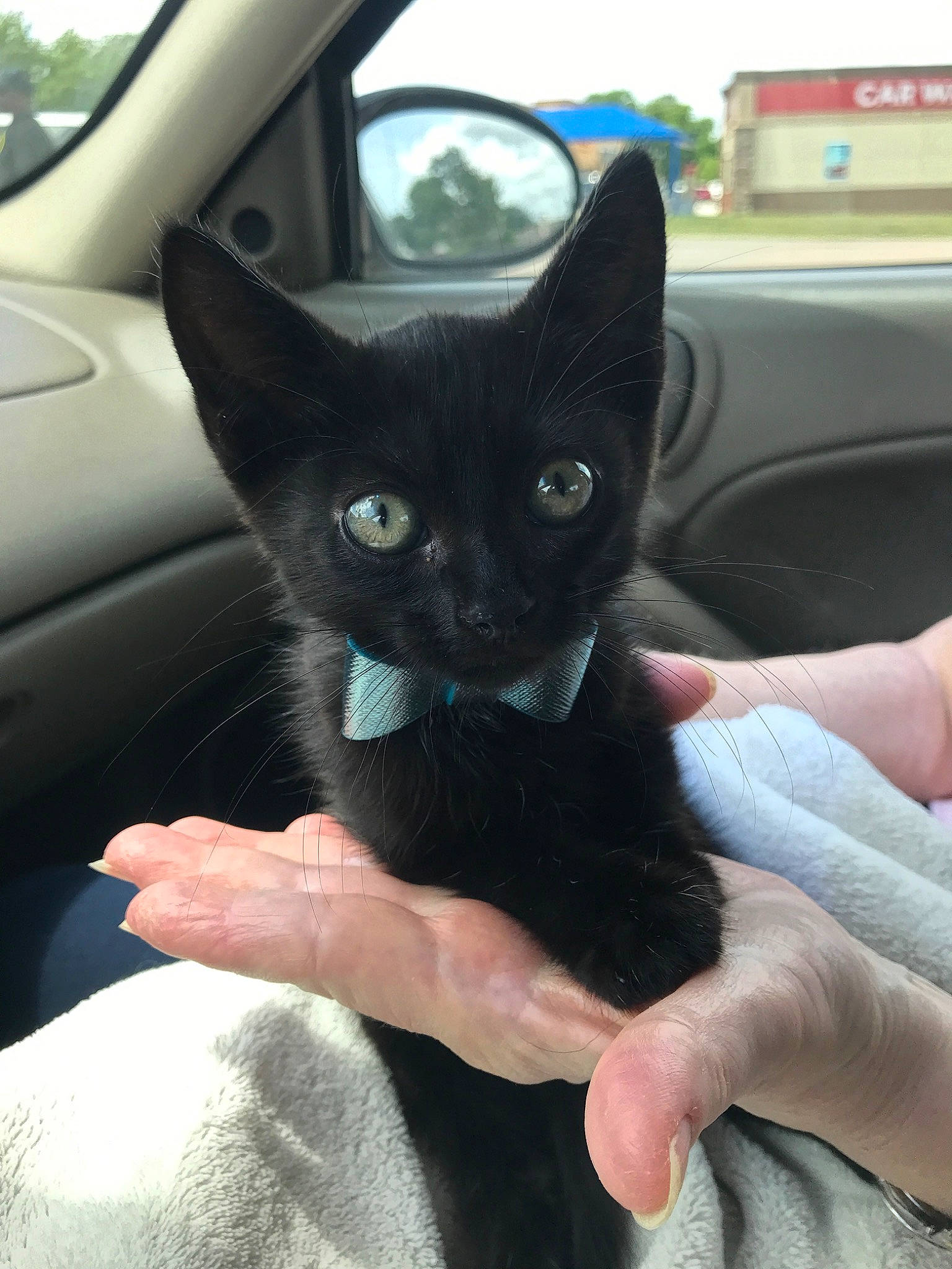 Bitsy is registered to the contest to win money with this photo: auto_part, automotive_mirror, bombay, car, carnivore, cat, comfort, door, felidae, finger, fixture, gesture, hand, nail, small_to_medium_sized_cats, thumb, vehicle, vehicle_door, whiskers, window