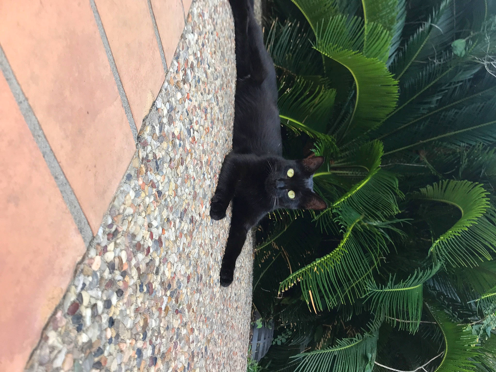 Luna is registered to the contest to win money with this photo: arecales, bat, carnivore, concrete, felidae, fur, grass, jungle, organism, plant, road_surface, shadow, tail, terrestrial_animal, terrestrial_plant, tree, trunk, wildlife, wing, wood