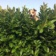Neska a rejoint le concours — aidez-le/la à gagner de superbes lots ! animal, bush, canine, daytime, dog, foliage, greenery, happy, head, leaves, nature, outdoor, pet, plant, playful, sky, smiling, summer, sunlight, tongue_out